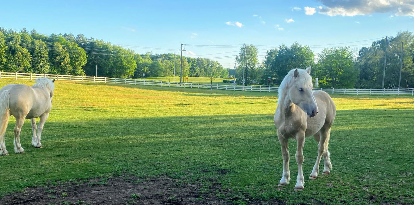 Lambright Acres - Goldendoodles & American Cream Draft Horses